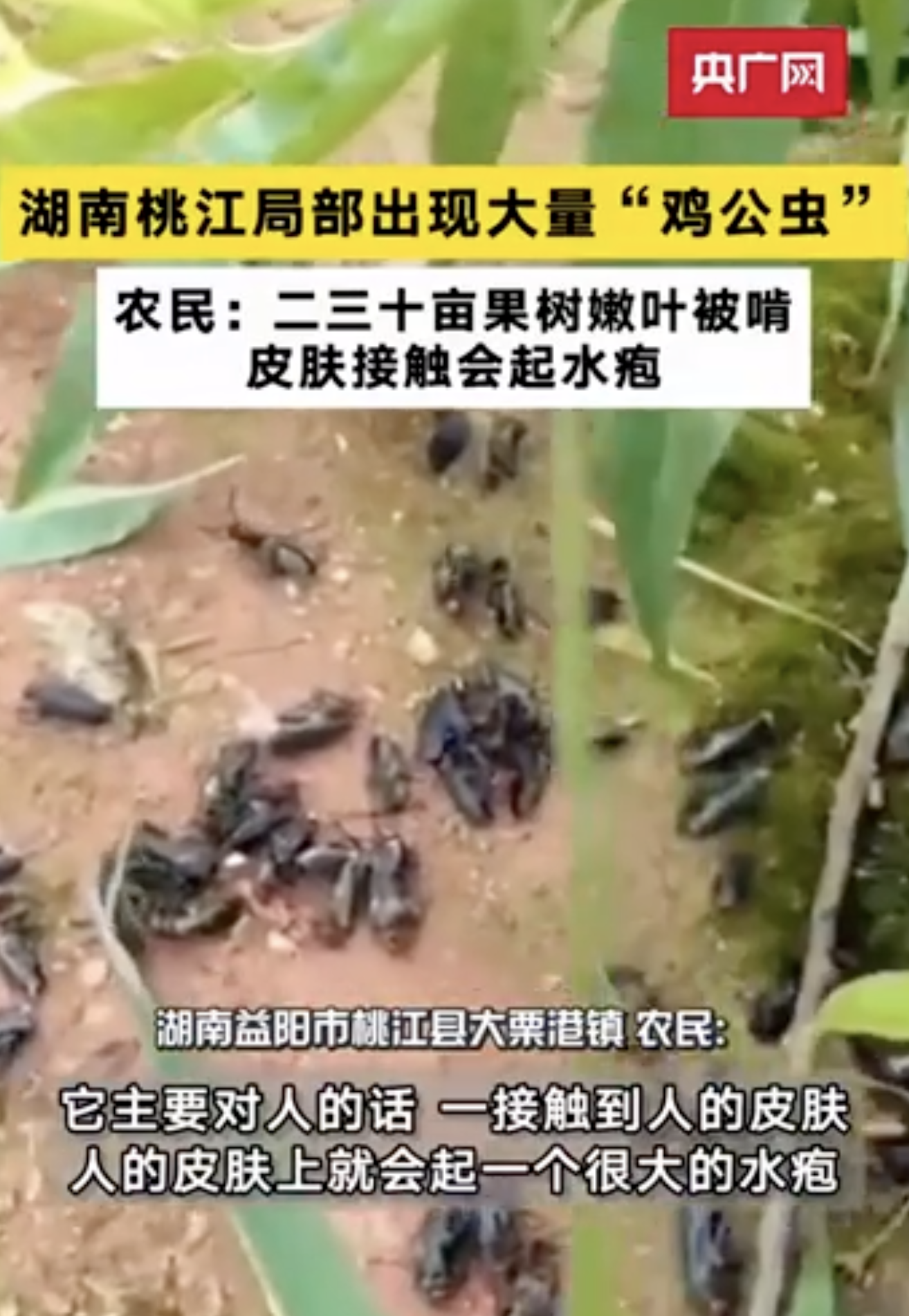 湖南局部出现大量“鸡公虫” 人皮肤一旦接触就会起水疱